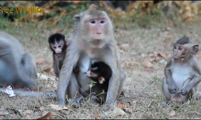 Little Baby Monkey Strong Walking, Playing Around Mom Well