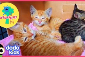 Little Orange Kittens Ask A Nice Man To Rescue Them | Animal Videos For Kids | Dodo Kids