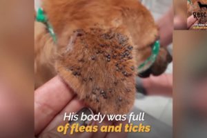 Little Stray Dog Covered With MillionsTicks And Fleas Has Been Rescued | Rescue Dogs