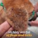 Little Stray Dog Covered With MillionsTicks And Fleas Has Been Rescued | Rescue Dogs