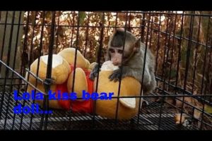 Lola very active play & jump in small cage | Lola play with bear doll.