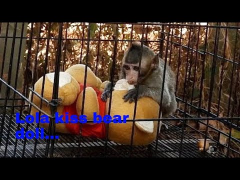 Lola very active play & jump in small cage | Lola play with bear doll.