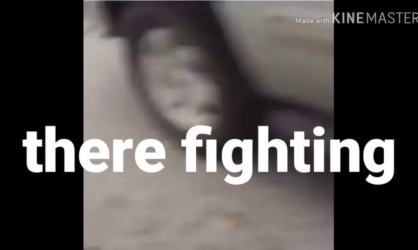 MA THERE'S FUCKING ANIMALS FIGHTING IN THE FRONT LAWN
