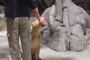 MGM Grand Las Vegas Lion Habitat with Lions Feeding Playing Show and Tell