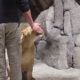 MGM Grand Las Vegas Lion Habitat with Lions Feeding Playing Show and Tell