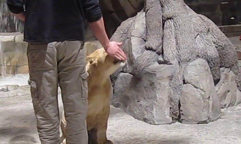 MGM Grand Las Vegas Lion Habitat with Lions Feeding Playing Show and Tell