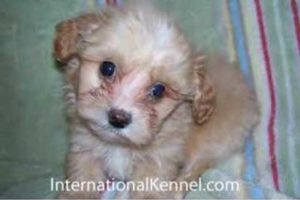 Maltipoo Puppies are the cutest puppies you have ever seen!