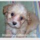 Maltipoo Puppies are the cutest puppies you have ever seen!