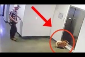 Man rescues dog after leash gets stuck in elevator