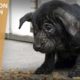 Mangy Starving Puppy Panda Rescued & Helps Save Dog on Heavy Chain - Hope For Dogs