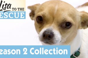 ? Meet All The Dogs | Season 2 | Dr Lisa to The Rescue