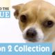 ? Meet All The Dogs | Season 2 | Dr Lisa to The Rescue