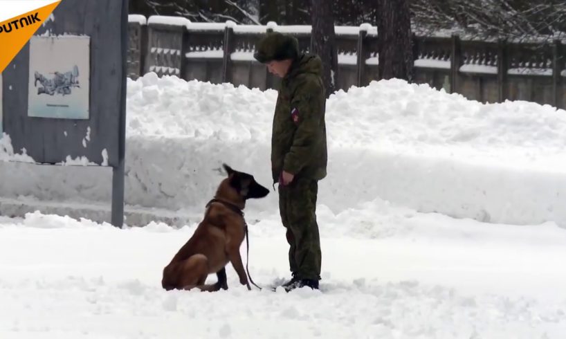 MoD Posts Video With Cute Puppies to Wish Russians Happy New Year