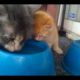 Mom Cat teaches how to drink from Bowl. Cutest kitten moment ever caught on camera!!!