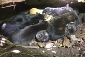 Mom with broken foot rescued with THIRTEEN PUPPIES - Stray Rescue of St. Louis