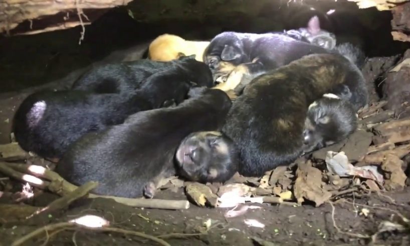 Mom with broken foot rescued with THIRTEEN PUPPIES - Stray Rescue of St. Louis