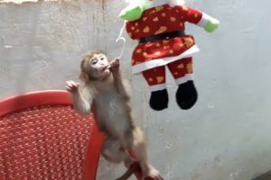 Monkey Lu Playing With Santa Is Super Cute