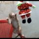 Monkey Lu Playing With Santa Is Super Cute