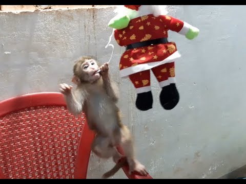 Monkey Lu Playing With Santa Is Super Cute