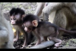 Monkey Video_ Pee Likes Playing Out Of Mom, What Beautiful Baby!