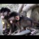 Monkey Video_ Pee Likes Playing Out Of Mom, What Beautiful Baby!