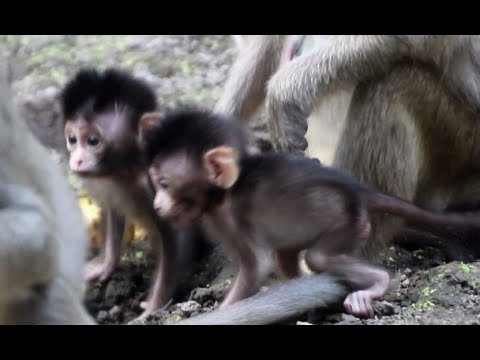 Monkey Video_ Pee Likes Playing Out Of Mom, What Beautiful Baby!