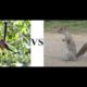 Monkey Vs Squirrel Funny Fight - Crazy Animal Fights caught on camera