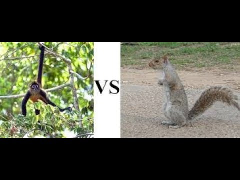 Monkey Vs Squirrel Funny Fight - Crazy Animal Fights caught on camera