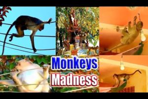 Monkeys Madness | WildLife Animals