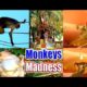 Monkeys Madness | WildLife Animals