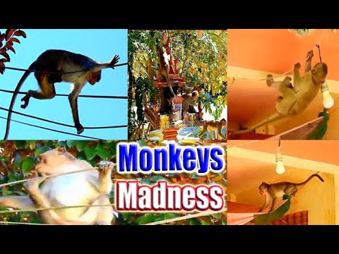 Monkeys Madness | WildLife Animals