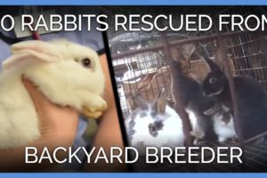 More Than 80 Rabbits Rescued From Backyard Breeder | PETA Animal Rescues