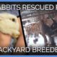 More Than 80 Rabbits Rescued From Backyard Breeder | PETA Animal Rescues