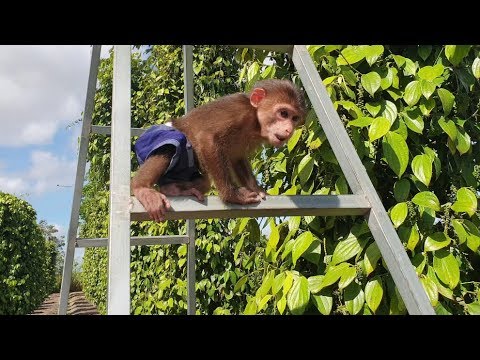 Morning Playing In The Garden With Brother, Tom Of Monkey Doo