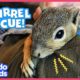 Mossy The Cuddly Squirrel Loves To Shred Toilet Paper | Animal Videos For Kids | Dodo Kids
