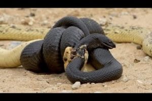 Most Amazing Wild Animal Attacks #2  - King Cobra, Python, Anaconda  - CRAZIEST Animal Fights