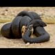 Most Amazing Wild Animal Attacks #2  - King Cobra, Python, Anaconda  - CRAZIEST Animal Fights