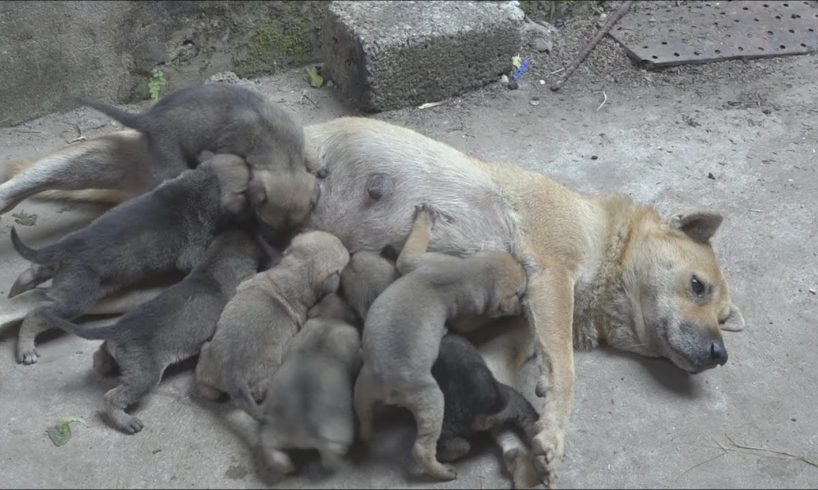 Mother and 7 cute puppies at dead end street