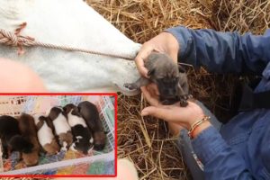 Moving On 6 Cute Puppies From Dangerous Place to Safe Place | Animal In Crisis