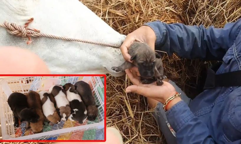 Moving On 6 Cute Puppies From Dangerous Place to Safe Place | Animal In Crisis