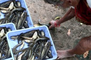 My 105 Grandma Hunting  & Cooking  Fish curry | Fish Curry Recipe | Country foods