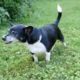 My Pitbull Playing With A Batch Of Foster Puppies | Aquachigger