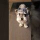 My dogs!  The cutest puppies maltese and yorkie mix