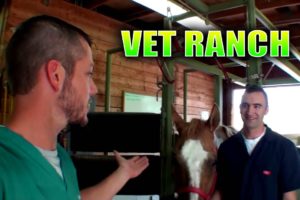 New Large Animal Vet on Vet Ranch!