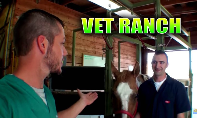 New Large Animal Vet on Vet Ranch!