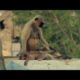 New leader kills monkey babies - Monkey Warriors - BBC animals