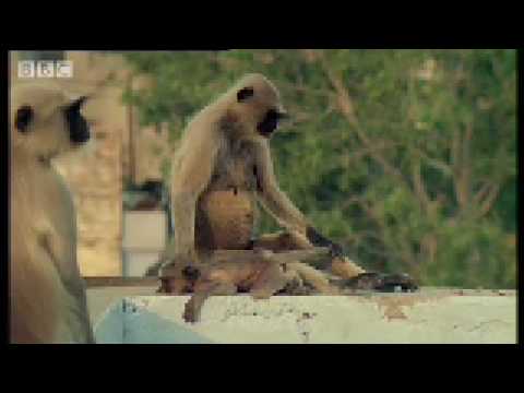 New leader kills monkey babies - Monkey Warriors - BBC animals