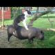 Now it's TIME TO LAUGH! - Ultra FUNNY FARM ANIMALS videos 2018