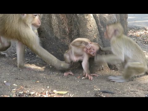 OMG Baby Monkeys Free Playing So Funny In The Evening