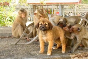 Oh my god! Many small monkeys play with a cute puppy